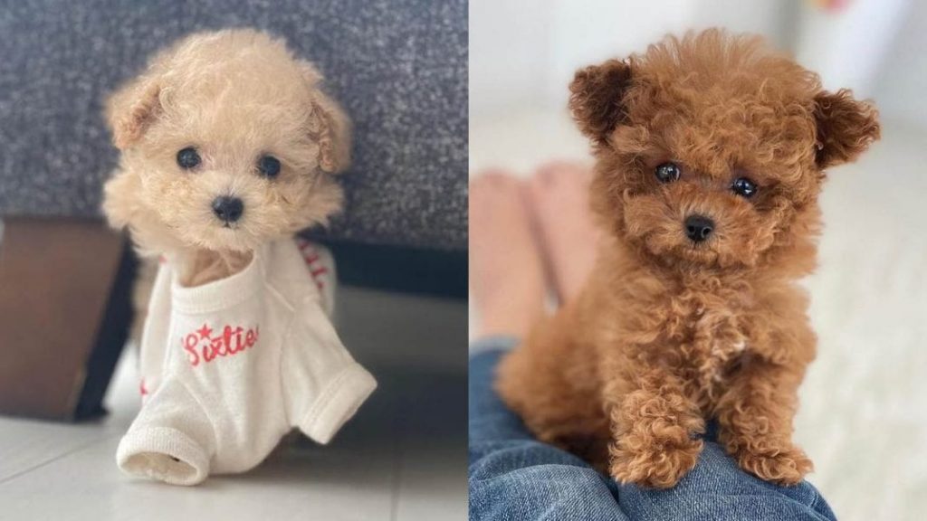 benefits-of-having-a-toy-poodle-dog