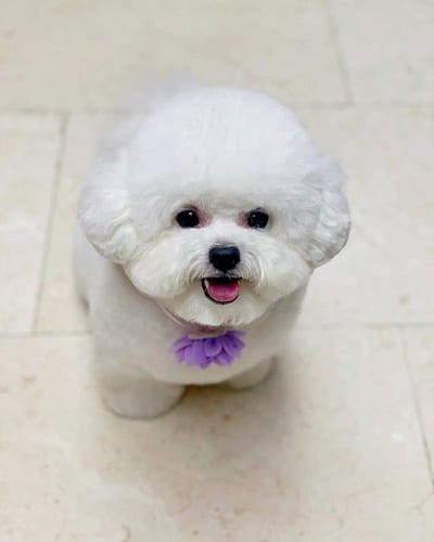 bichon-frise-dogs