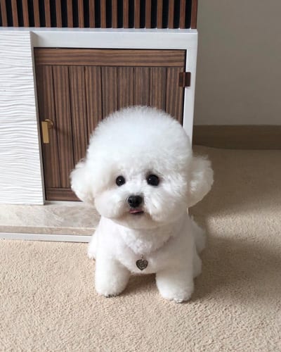 bichon-frise-dogs