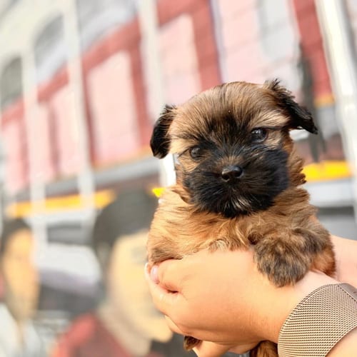 boston-shihtzu-mix