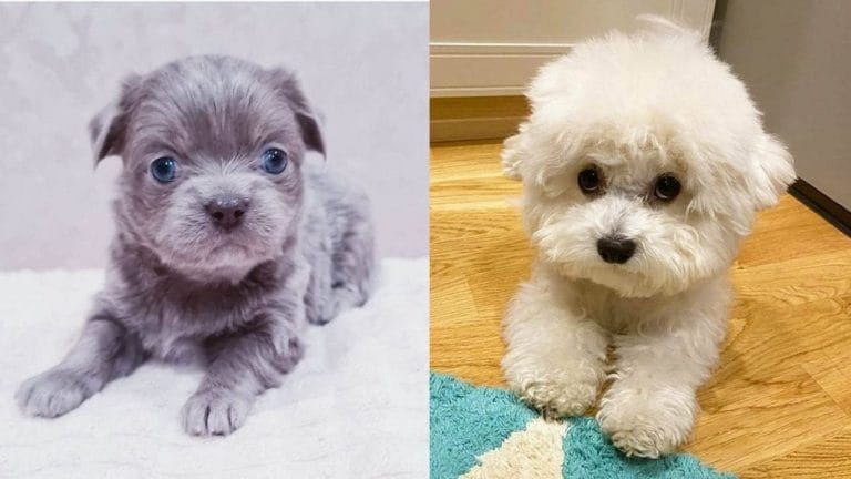 12 Cutest Dogs That Fit in Apartments 1