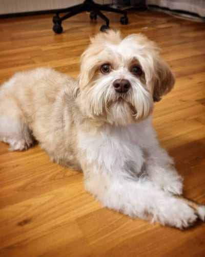 havashu-shih-tzu-mix