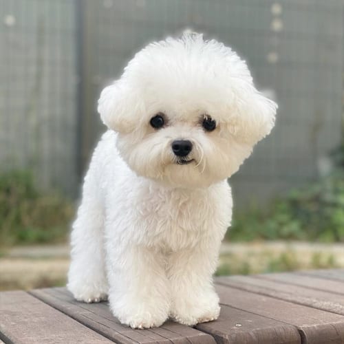 maltese-dogs