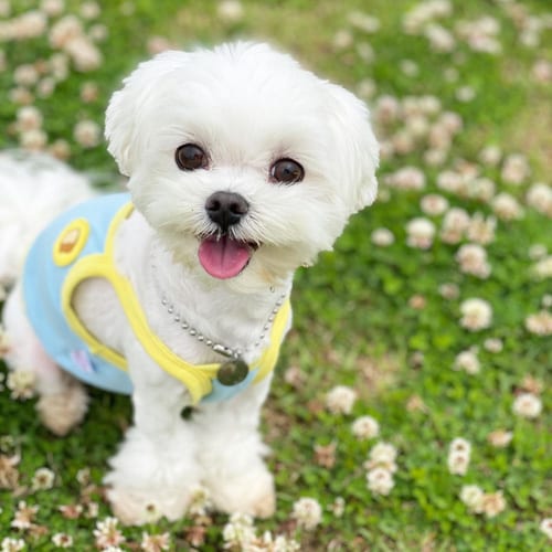 maltese-dogs