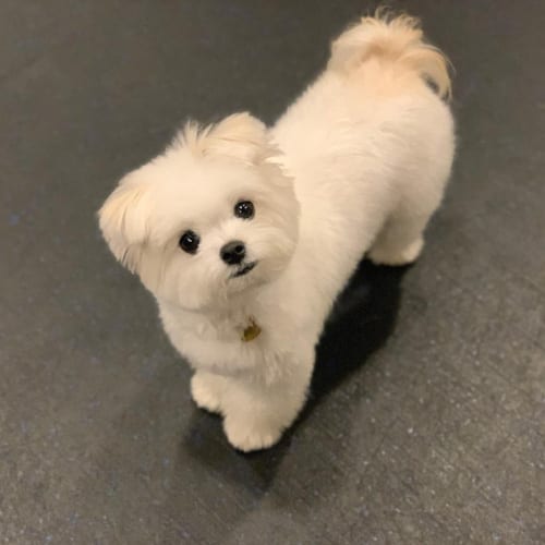 maltipom-maltese-pomeranian-mix