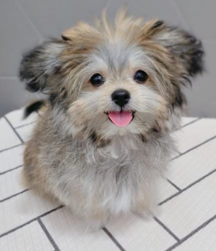 maltipom-maltese-pomeranian-mix