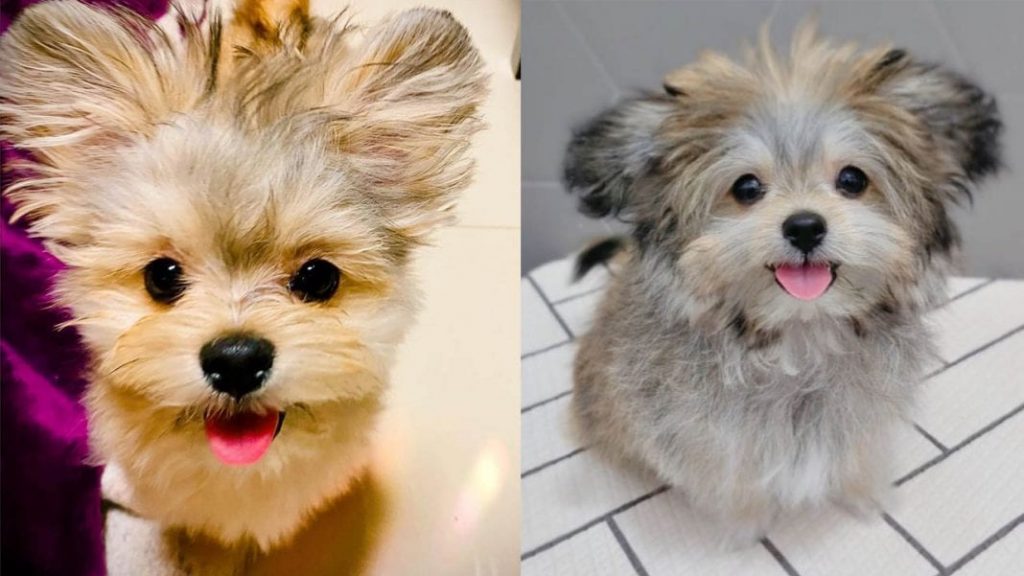 maltipom-maltese-pomeranian-mix