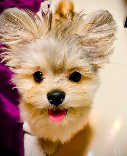 maltipom-maltese-pomeranian-mix