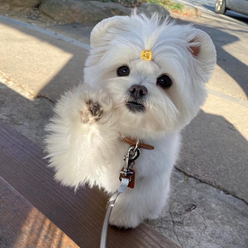 maltipom-maltese-pomeranian-mix