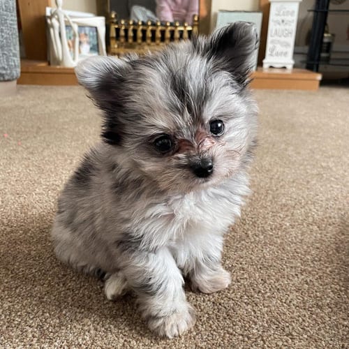 maltipom-maltese-pomeranian-mix