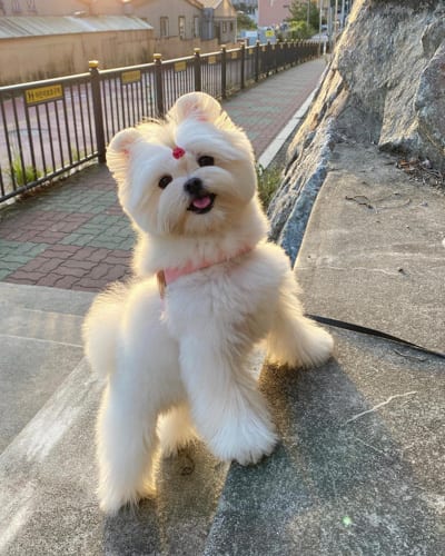 maltipom-maltese-pomeranian-mix