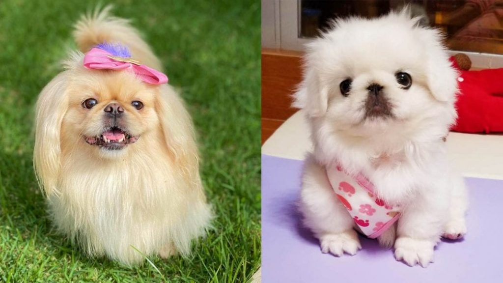 miniature-pekingese-dog