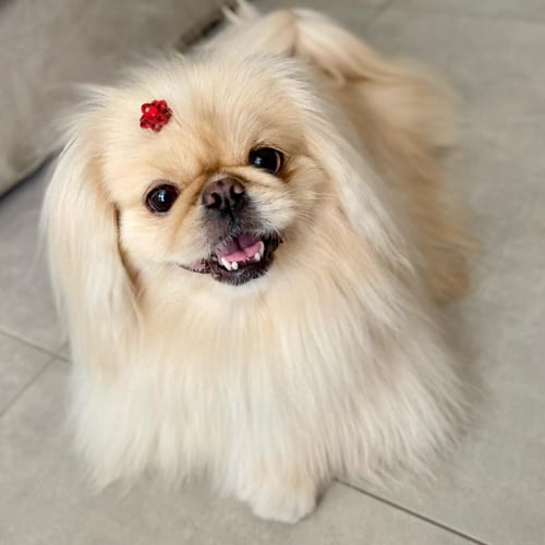 miniature-pekingese-dog