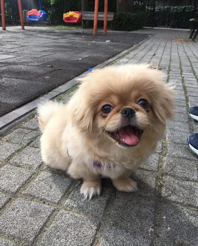 miniature-pekingese-dog