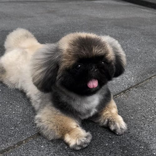 miniature-pekingese-dog