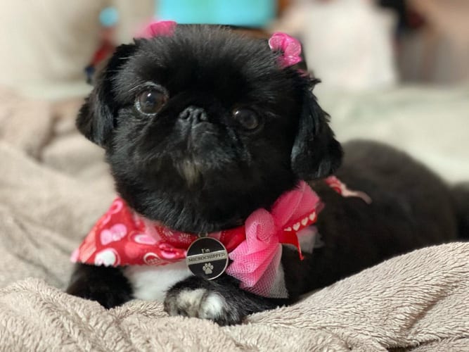 miniature-pekingese-dog