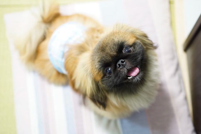 miniature-pekingese-dog