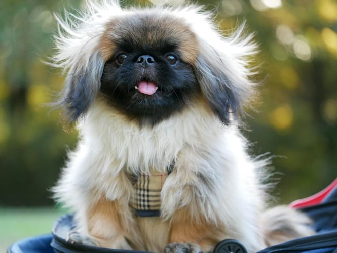 miniature-pekingese-dog