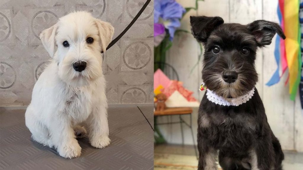 miniature-schnauzer-dog