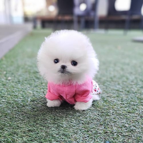 pomeranian-dog-breed