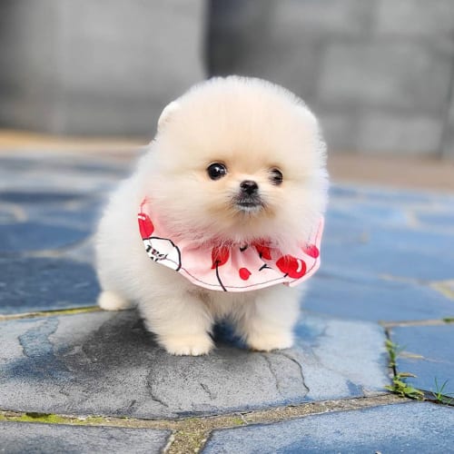 pomeranian-dog-breed