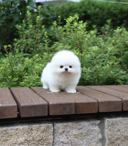 pomeranian-dog-breed