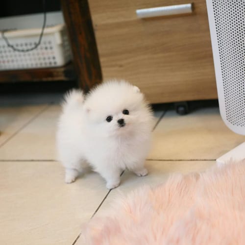 pomeranian-dog-breed