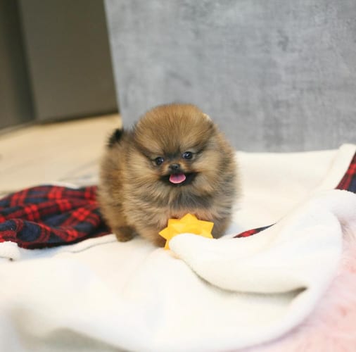 pomeranian-dog-breed