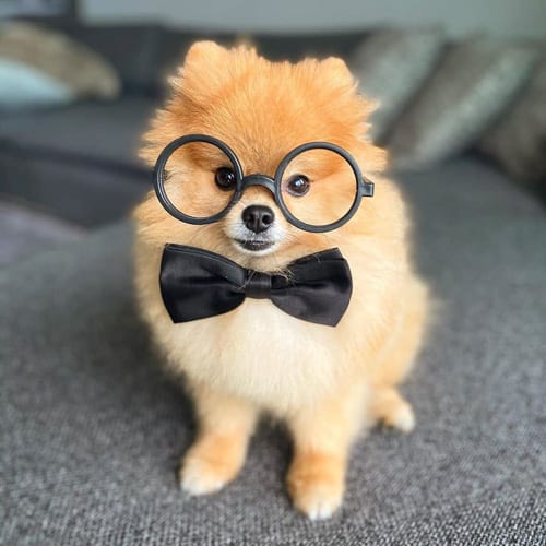 pomeranian-dog-breed