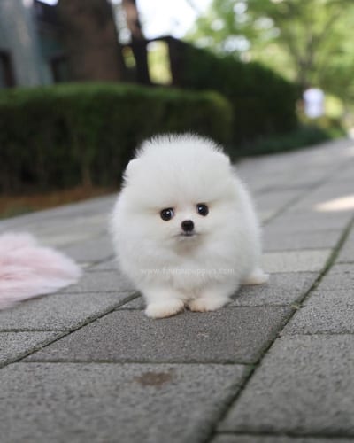 pomeranian-dog-breed