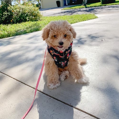 shih-poo-shih-tzu-poodle-mix-dogs