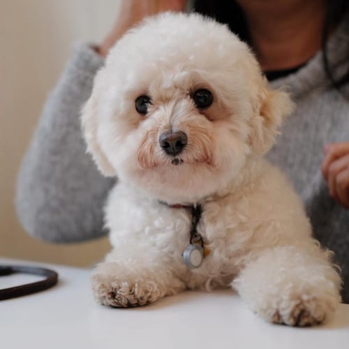 shih-poo-shih-tzu-poodle-mix-dogs