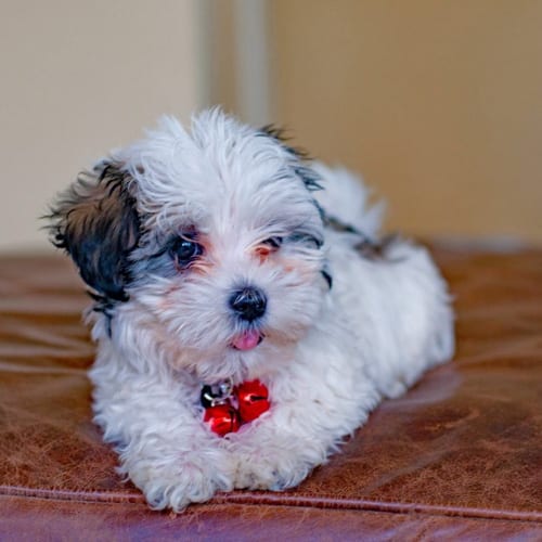 shih-poo-shih-tzu-poodle-mix-dogs