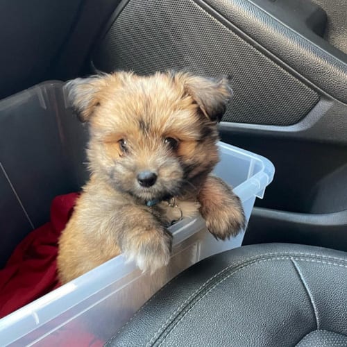 shih-poo-shih-tzu-poodle-mix-dogs