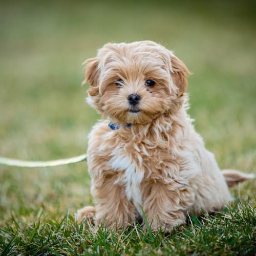 shih-poo-shih-tzu-poodle-mix-dogs