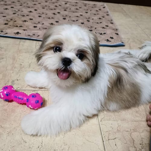 Shih-Tzusky