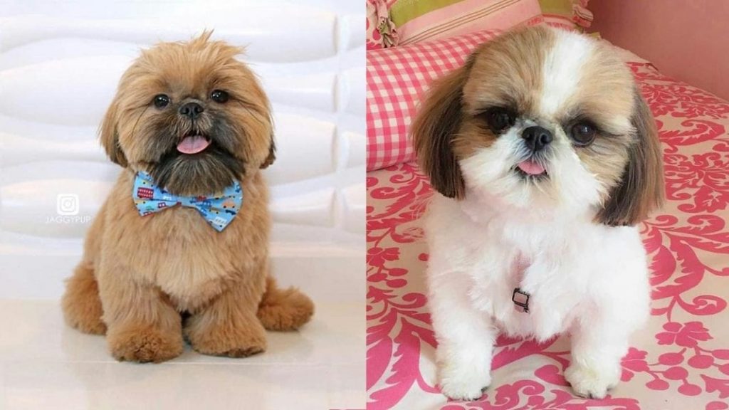 shih-tzu-dog-breed