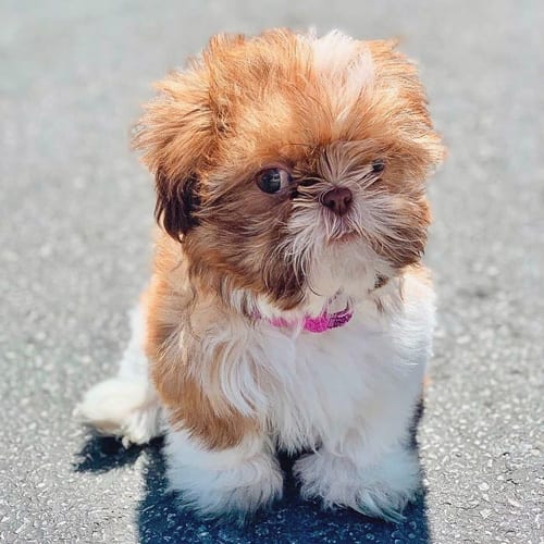 shih-tzu-dogs