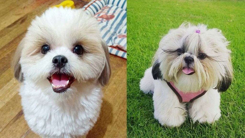 shih-tzu-dogs