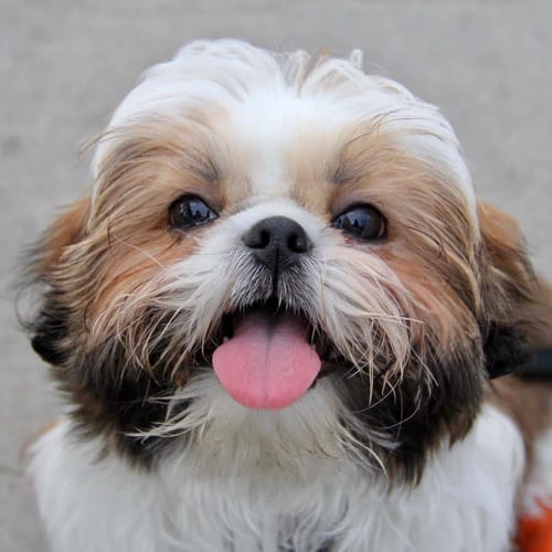 shih-tzu-dogs