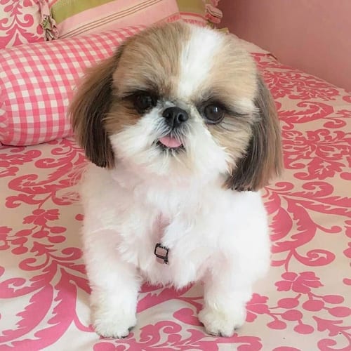 shih-tzu-dogs