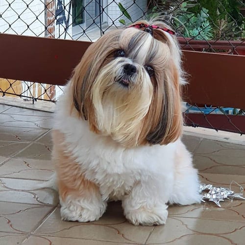 shih-tzu-dogs