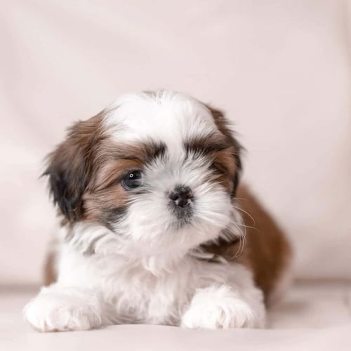 shihtzu-colors