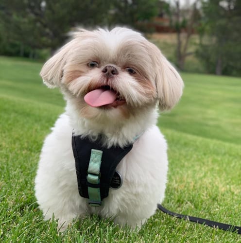 shihtzu-colors