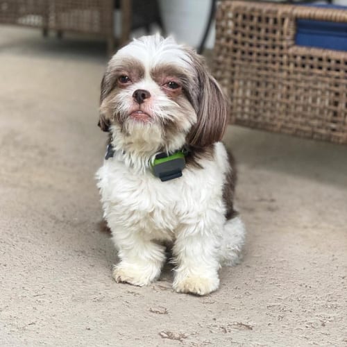 shorkie-tzu-shih-tzu-mix