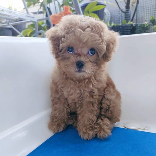 toy-poodle-colors