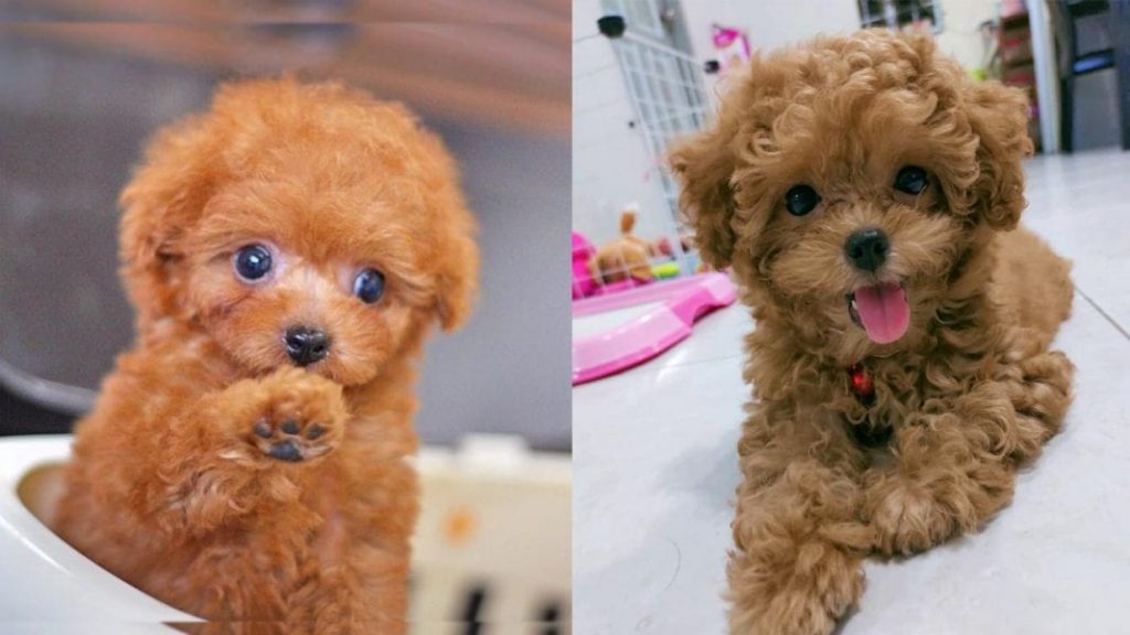 toy-poodle-colors