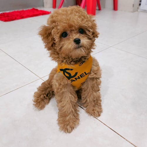 toy-poodle-colors