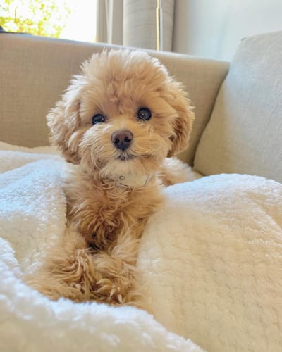 toy-poodle-colors