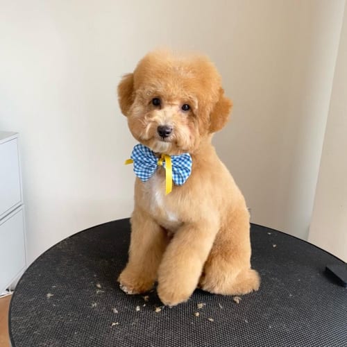 toy-poodle-colors